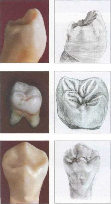 Анатомия зубов для реставрации