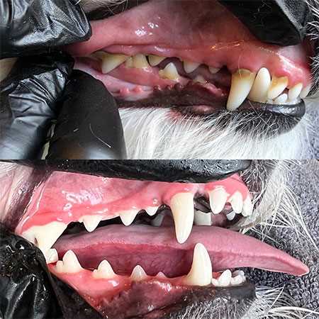 Седация для собак при чистке зубов