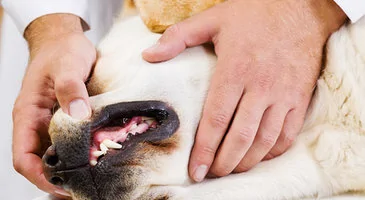 Почему чистку зубов животным нужно делать обязательно?