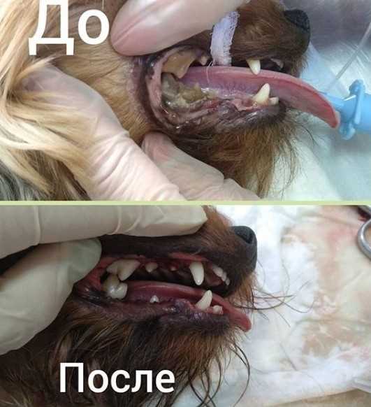 Чистка зубов собаке цена