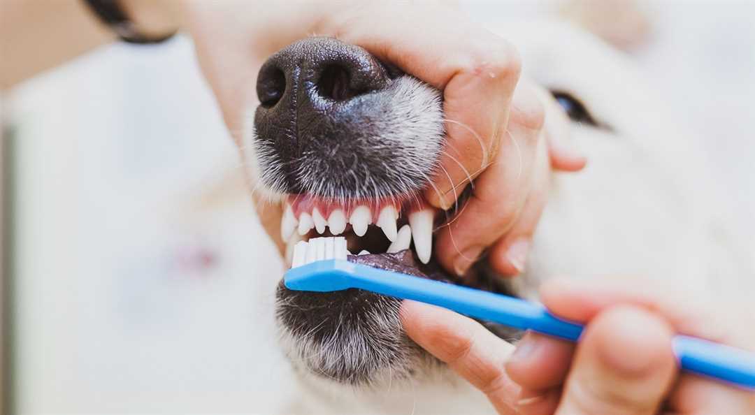 Кариес у собак — как лечить и предотвращать проблемы с зубами у вашего питомца