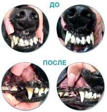 Курсовая удаление зубного камня у собак
