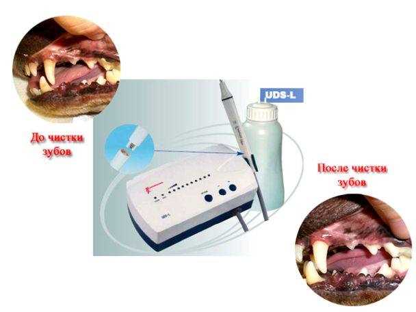 Инновационный скалер для бережного удаления зубного камня у собак, предотвращающий развитие пародонтоза и повышающий качество заботы о здоровье полости рта вашего питомца