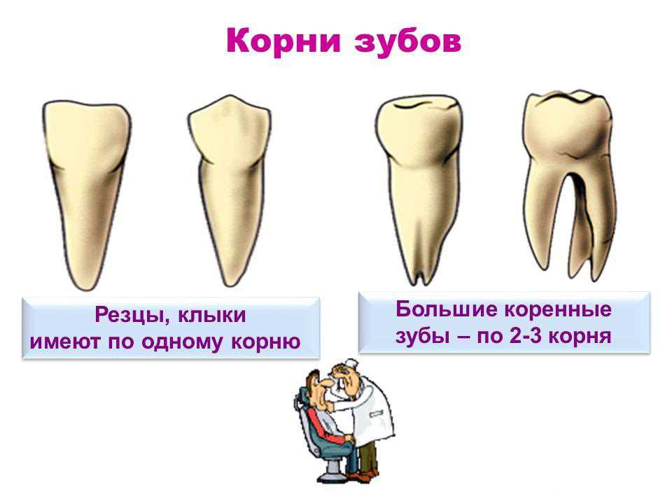 Какие причины и последствия могут быть при удалении коренного зуба?