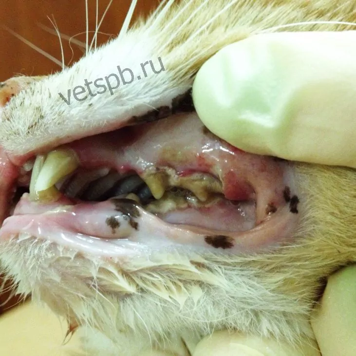 Как кошкам чистят зубы ультразвуком