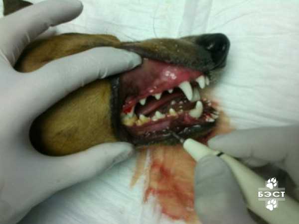 Почему удаление зубного камня у собак – важная процедура, способствующая улучшению их здоровья и долголетию