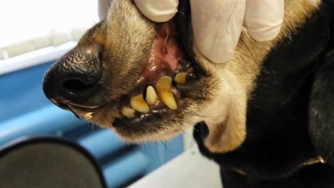 Удаление зубного камня ультразвуком — эффективное и безопасное процедура для собак