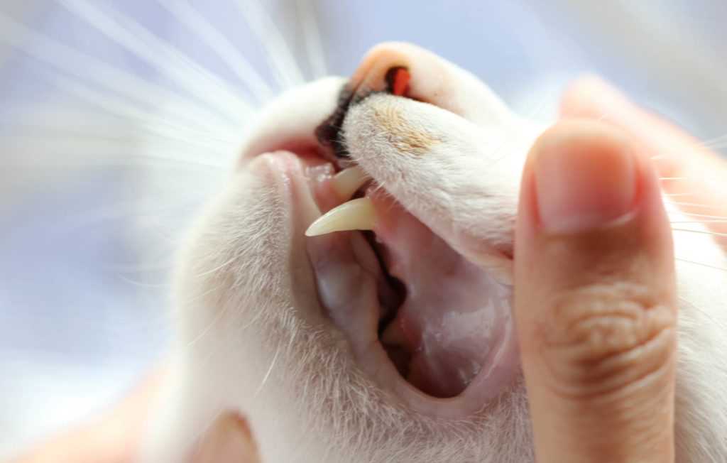 Как происходит удаление зубов у кошек
