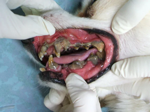 Удаление молочных зубов у собак
