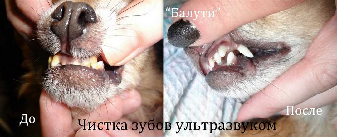 Показания к удалению зубов собак
