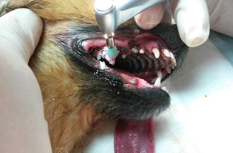 Понимание, необходимость и безопасность процедуры удаления зубов у собак