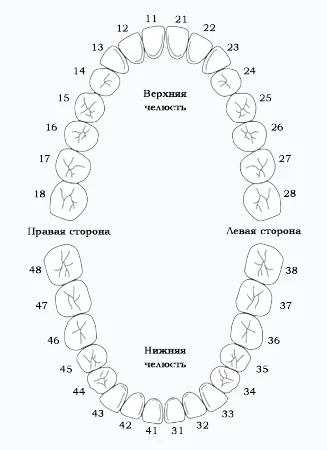 Различия в зубных формулах у взрослых и детей