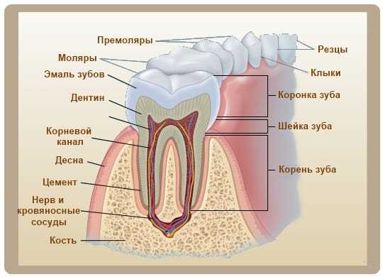 Зубная формула коронка