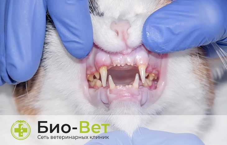 Методы безопасного удаления зубного камня у кошек с применением наркоза