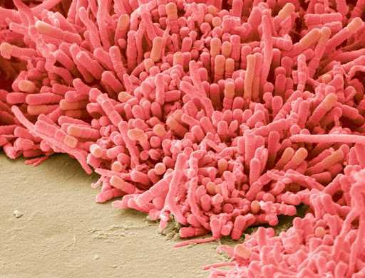 Бактерии Acetobacter под микроскопом⁠ ⁠